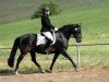 horse Lady Allegra (Lipizzaner, 2013, from Maestoso X Timrava)