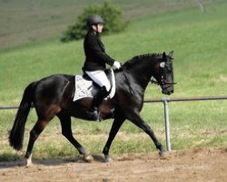 horse Lady Allegra (Lipizzaner, 2013, from Maestoso X Timrava)