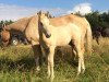 dressage horse Daylight Dream 4 (Palomino, 2019, from Dr. Paris WS)