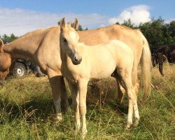 dressage horse Daylight Dream 4 (Palomino, 2019, from Dr. Paris WS)