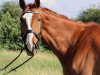 jumper Laurino 4 (Oldenburg show jumper, 2005, from Larino)