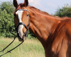 jumper Laurino 4 (Oldenburg show jumper, 2005, from Larino)