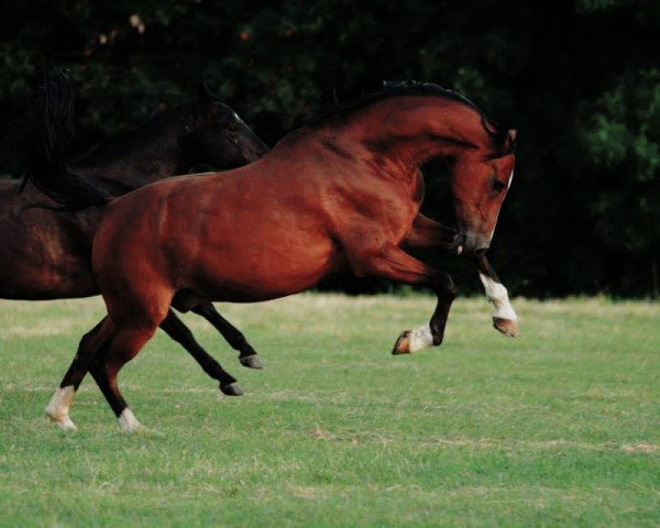 Pferd Trewer (Deutsches Reitpony, 2002, von Top Nonstop)