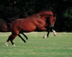 Dressurpferd Trewer (Deutsches Reitpony, 2002, von Top Nonstop)