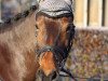 dressage horse Dolce Vita Bei (German Riding Pony, 2008, from Don Diabolo NRW)