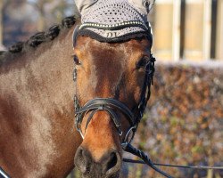 dressage horse Dolce Vita Bei (German Riding Pony, 2008, from Don Diabolo NRW)