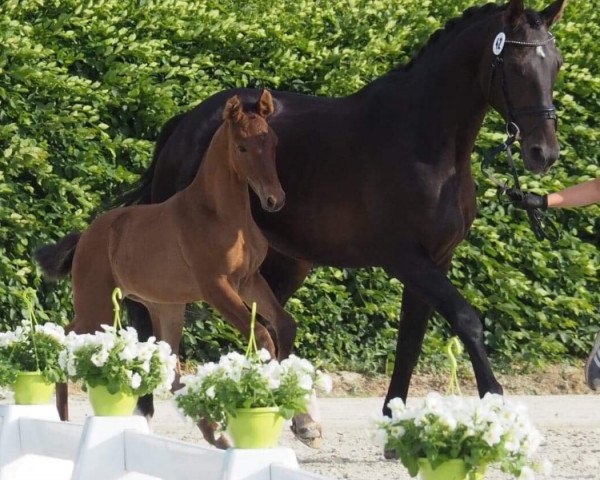 dressage horse Feine Bernadette (Westphalian, 2019, from Florestanus 3)