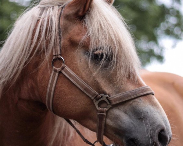 broodmare Havanna (Haflinger, 2015, from Aperol)