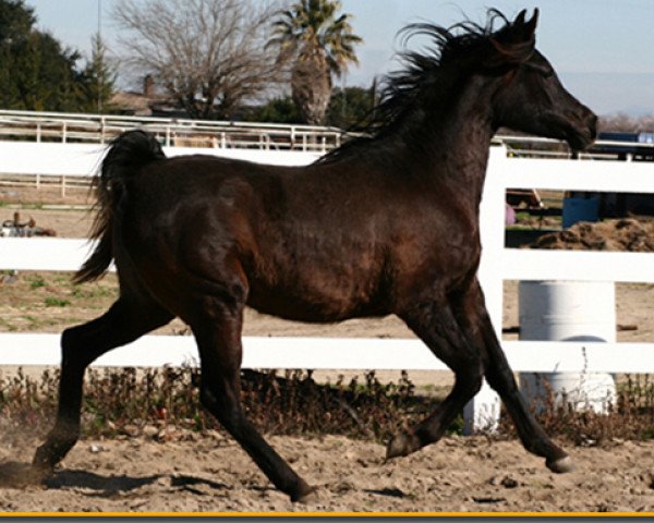 broodmare Tusarraa (British Sport Horse, 2005, from HHP Sahib)