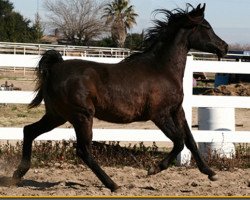 Zuchtstute Tusarraa (British Sport Horse, 2005, von HHP Sahib)