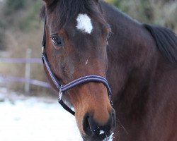 broodmare Pira (Westphalian, 2005, from Praktiker)