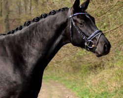 dressage horse Violino 8 (Westphalian, 2014, from Van Vivaldi)