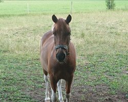 dressage horse Hatschy 2 (Pony without race description, 2006)