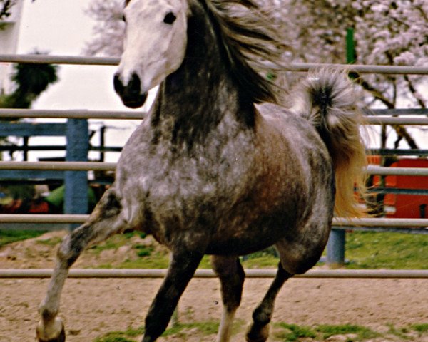 broodmare Kaamarraa (British Sport Horse, 1987, from Kamar El Zaman)