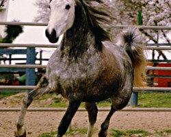 Zuchtstute Kaamarraa (British Sport Horse, 1987, von Kamar El Zaman)