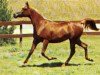 broodmare Masarra (British Sport Horse, 1972, from Tuhotmos 1962 EAO)