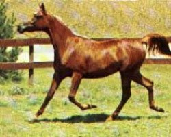 broodmare Masarra (British Sport Horse, 1972, from Tuhotmos 1962 EAO)