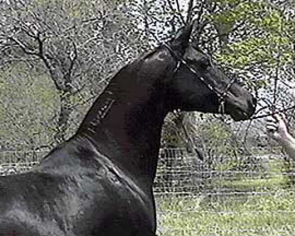 stallion El Mareekh I (British Sport Horse, 1981, from El Mareekh 1975 EAO)