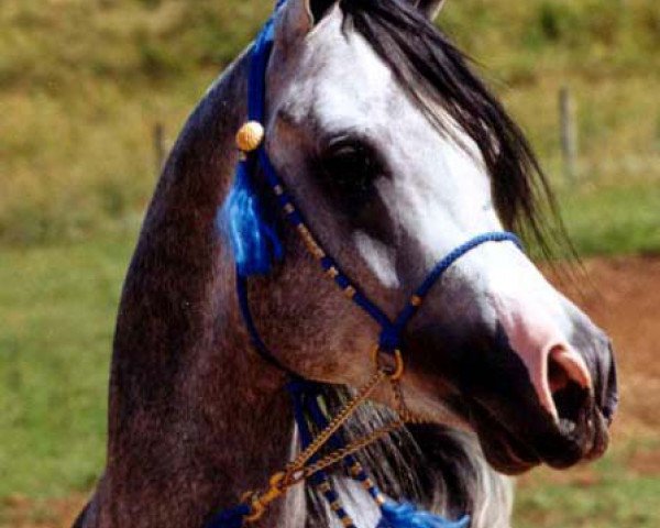 stallion HHP Sahib (British Sport Horse, 2001, from Al Baraki)