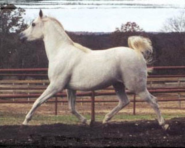 Zuchtstute Imperial Mimraah (British Sport Horse, 1996, von Imperial Al Kamar EAO)