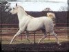 Zuchtstute Imperial Mimraah (British Sport Horse, 1996, von Imperial Al Kamar EAO)