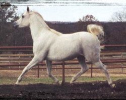 Zuchtstute Imperial Mimraah (British Sport Horse, 1996, von Imperial Al Kamar EAO)