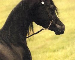 stallion Al Baraki (British Sport Horse, 1995, from Thee Desperado 1989 EAO)