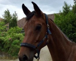 jumper Quite Quick W (Oldenburg show jumper, 2014, from Quick Star IV CH)