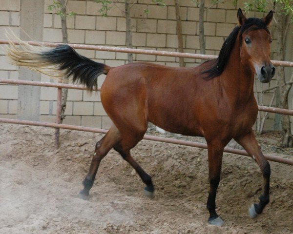 Zuchtstute WD Delha (British Sport Horse, 2006, von Mohummed Sadden)