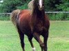 broodmare Cedardell Tiffany ox (Arabian thoroughbred, 1974, from Serenity Menkaure ox)