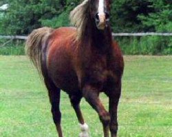 broodmare Cedardell Tiffany ox (Arabian thoroughbred, 1974, from Serenity Menkaure ox)