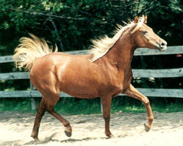 broodmare Delha (British Sport Horse, 1986, from Dalul EAO)