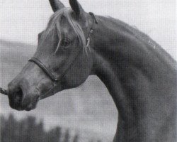 broodmare Akid Fa Mona (British Sport Horse, 1977, from The Egyptian Prince 1967 ox)