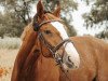 Dressurpferd Rubens de la Clairiere (Schweizer Warmblut, 2004, von Rubens du Ry D'Asse)