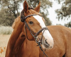 Dressurpferd Rubens de la Clairiere (Schweizer Warmblut, 2004, von Rubens du Ry D'Asse)