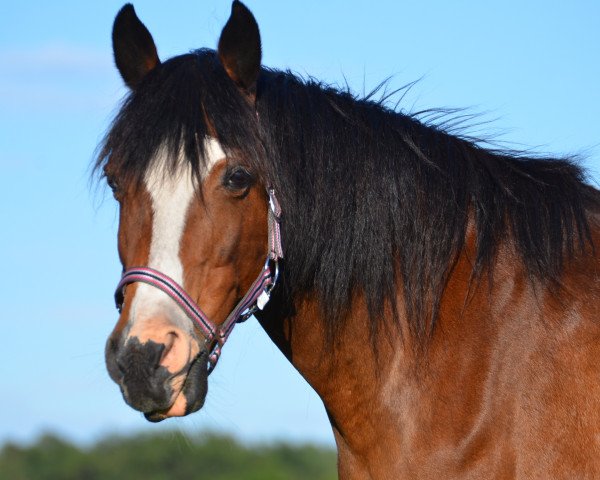 broodmare Daylight (German Riding Pony, 2002, from Durello)