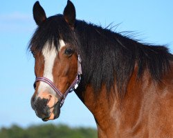 broodmare Daylight (German Riding Pony, 2002, from Durello)