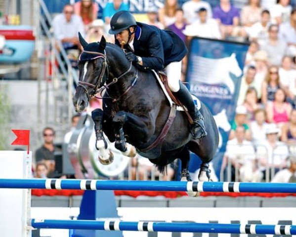 stallion Billy Congo (anglo european sporthorse, 2001, from Vechta 6)