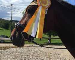 dressage horse Charmante B (Zangersheide riding horse, 2009, from Carthano I)