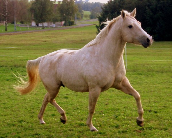 Pferd decko (Quarter Horse,  )