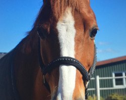 dressage horse Ferrari PL WE (German Riding Pony, 2011, from Famos)