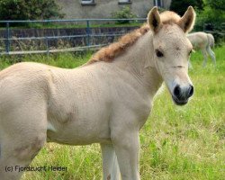 broodmare Bjetta (Fjord Horse, 2018, from Djevin)