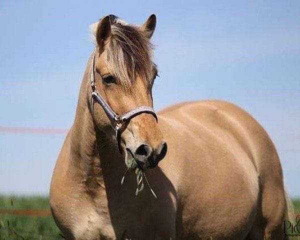 broodmare Bellami (Fjord Horse, 2013, from Ilmar)