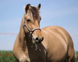 broodmare Bellami (Fjord Horse, 2013, from Ilmar)