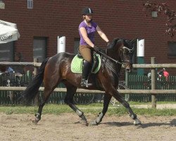 dressage horse Rubina-Desteney (Hanoverian, 2006, from Rubinero 2)