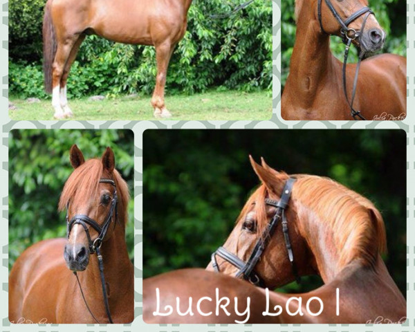 stallion Lucky Lao (German Riding Pony, 1995, from Lucky Strike)