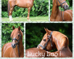 Deckhengst Lucky Lao (Deutsches Reitpony, 1995, von Lucky Strike)