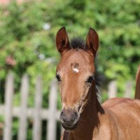 Springpferd Dieudonné (Deutsches Reitpony, 2019, von Dating At NRW)