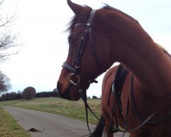 horse El Hrasha ox (Arabian thoroughbred, 1994, from Shaheed II ox)