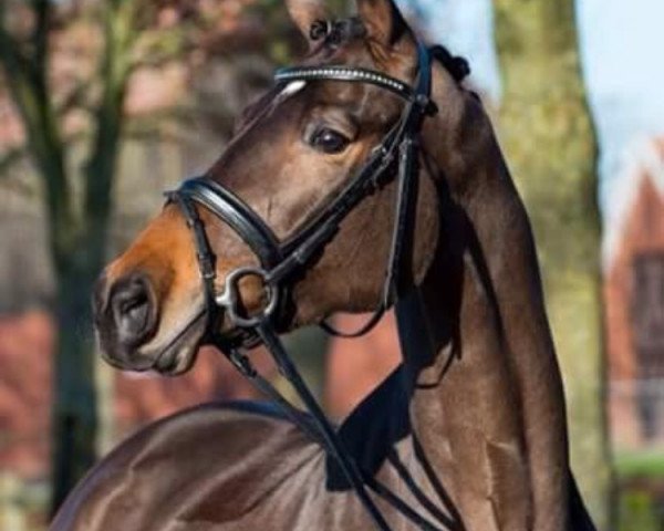 broodmare Olivia (Trakehner, 2013, from Amadelio)